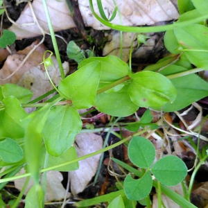 Photographie n°2571669 du taxon Lysimachia nemorum L.