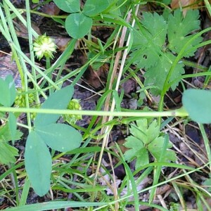 Photographie n°2571671 du taxon Trifolium spadiceum L. [1755]
