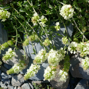 Photographie n°2571681 du taxon Sideritis hyssopifolia L. [1753]