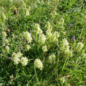 Photographie n°2571684 du taxon Sideritis hyssopifolia L. [1753]