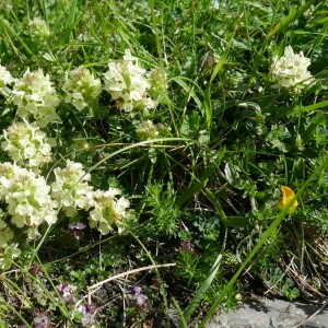 Photographie n°2571685 du taxon Sideritis hyssopifolia L. [1753]