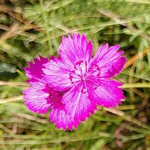 Photographie n°2571702 du taxon Dianthus sylvaticus Hoppe ex Willd. [1809]