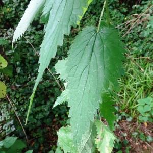 Photographie n°2571709 du taxon Urtica dioica L. [1753]