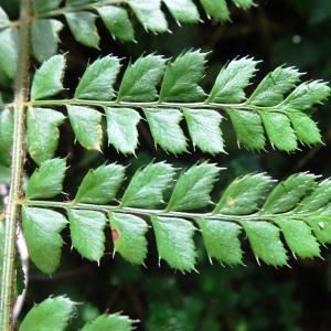 Photographie n°2571714 du taxon Polystichum aculeatum (L.) Roth [1799]