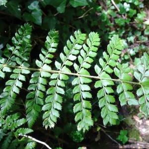 Photographie n°2571716 du taxon Polystichum aculeatum (L.) Roth [1799]