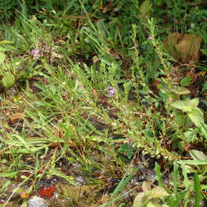 Photographie n°2571756 du taxon Lythrum hyssopifolia L.
