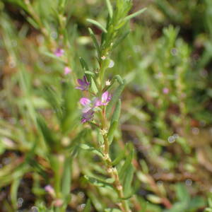 Photographie n°2571758 du taxon Lythrum hyssopifolia L.
