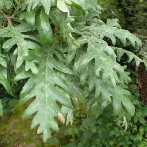 Photographie n°2571760 du taxon Quercus pyrenaica Willd.