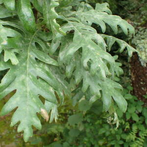 Photographie n°2571761 du taxon Quercus pyrenaica Willd.