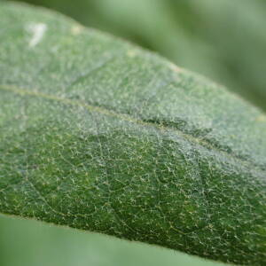 Photographie n°2571762 du taxon Quercus pyrenaica Willd.