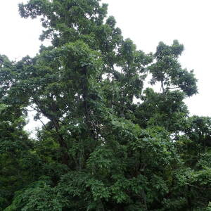 Photographie n°2571763 du taxon Quercus pyrenaica Willd.