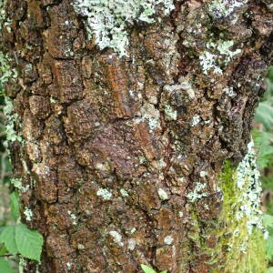 Photographie n°2571764 du taxon Quercus pyrenaica Willd.
