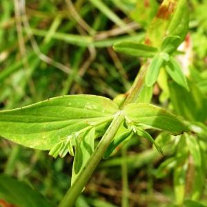 Photographie n°2571818 du taxon Hypericum perforatum L. [1753]
