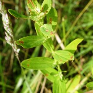 Photographie n°2571819 du taxon Hypericum perforatum L. [1753]