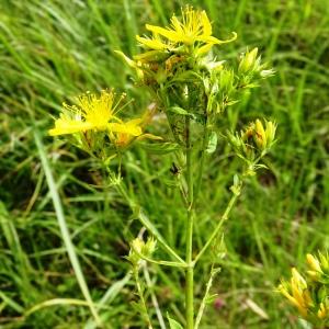 Photographie n°2571820 du taxon Hypericum perforatum L. [1753]