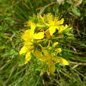 Photographie n°2571821 du taxon Hypericum perforatum L. [1753]