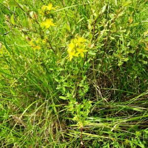 Photographie n°2571822 du taxon Hypericum perforatum L. [1753]