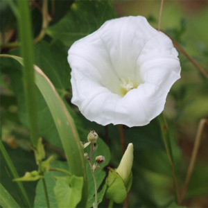 Photographie n°2571825 du taxon Convolvulus sepium L.