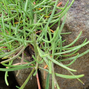 Photographie n°2571835 du taxon Plantago maritima subsp. maritima 