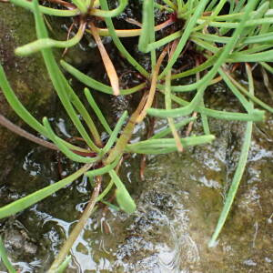 Photographie n°2571837 du taxon Plantago maritima subsp. maritima 
