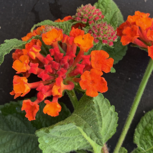 Photographie n°2571929 du taxon Lantana camara L. [1753]