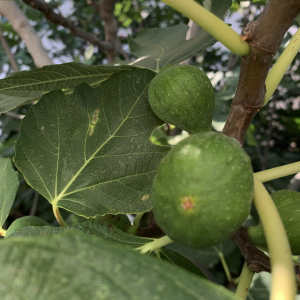 Photographie n°2571937 du taxon Ficus carica L. [1753]