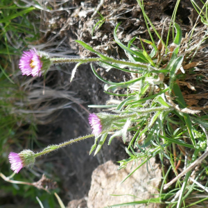 Photographie n°2571942 du taxon Erigeron alpinus L. [1753]