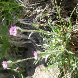 Photographie n°2571943 du taxon Erigeron alpinus L. [1753]