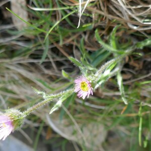 Photographie n°2571944 du taxon Erigeron alpinus L. [1753]