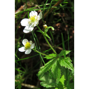 img_2814 ranunculus aconitifolius.jpg