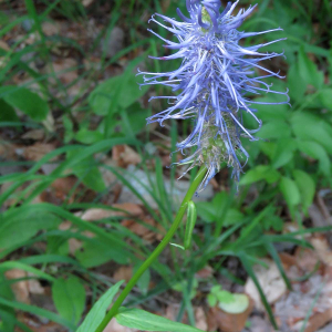 Photographie n°2571966 du taxon Phyteuma spicatum L.