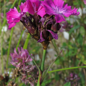 Photographie n°2571980 du taxon Dianthus carthusianorum L.