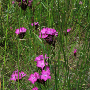 Photographie n°2571981 du taxon Dianthus carthusianorum L.