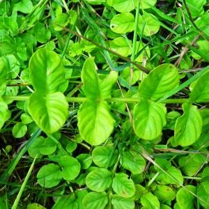 Photographie n°2572019 du taxon Lysimachia nummularia L. [1753]