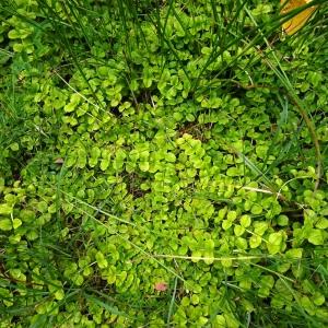 Photographie n°2572020 du taxon Lysimachia nummularia L. [1753]