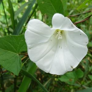 Photographie n°2572083 du taxon Calystegia sepium (L.) R.Br. [1810]