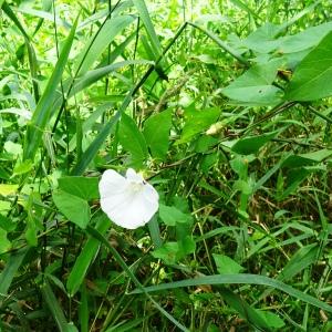 Photographie n°2572085 du taxon Calystegia sepium (L.) R.Br. [1810]