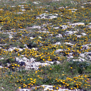 Photographie n°2572180 du taxon Pallenis maritima (L.) Greuter