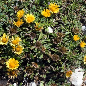 Photographie n°2572181 du taxon Pallenis maritima (L.) Greuter