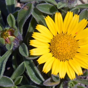 Photographie n°2572182 du taxon Pallenis maritima (L.) Greuter