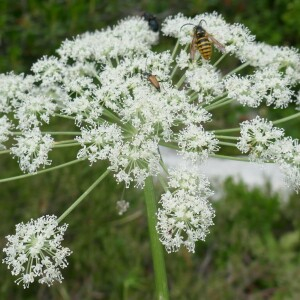 Photographie n°2572191 du taxon Angelica razulii Gouan [1773]