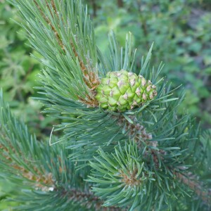 Photographie n°2572254 du taxon Pinus uncinata Mill. ex Mirb. [1805]