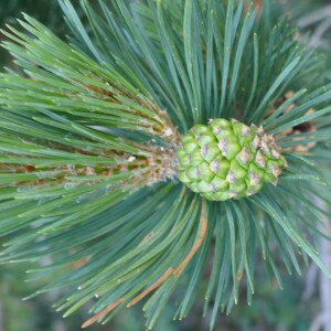 Photographie n°2572255 du taxon Pinus uncinata Mill. ex Mirb. [1805]