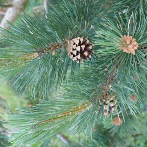 Photographie n°2572256 du taxon Pinus uncinata Mill. ex Mirb. [1805]