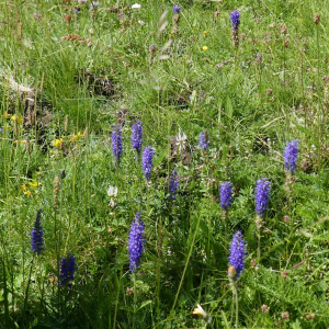 Photographie n°2572261 du taxon Veronica spicata L. [1753]