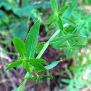 Photographie n°2572272 du taxon Hypericum perforatum L. [1753]