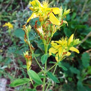 Photographie n°2572275 du taxon Hypericum perforatum L. [1753]