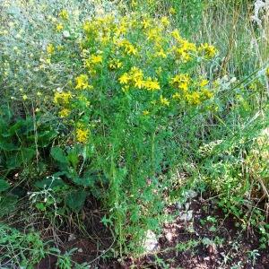 Photographie n°2572276 du taxon Hypericum perforatum L. [1753]