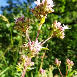 Photographie n°2572282 du taxon Origanum vulgare L. [1753]