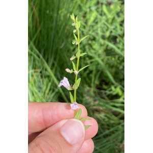 Scutellaria ×hybrida Strail (Scutellaire hybride)